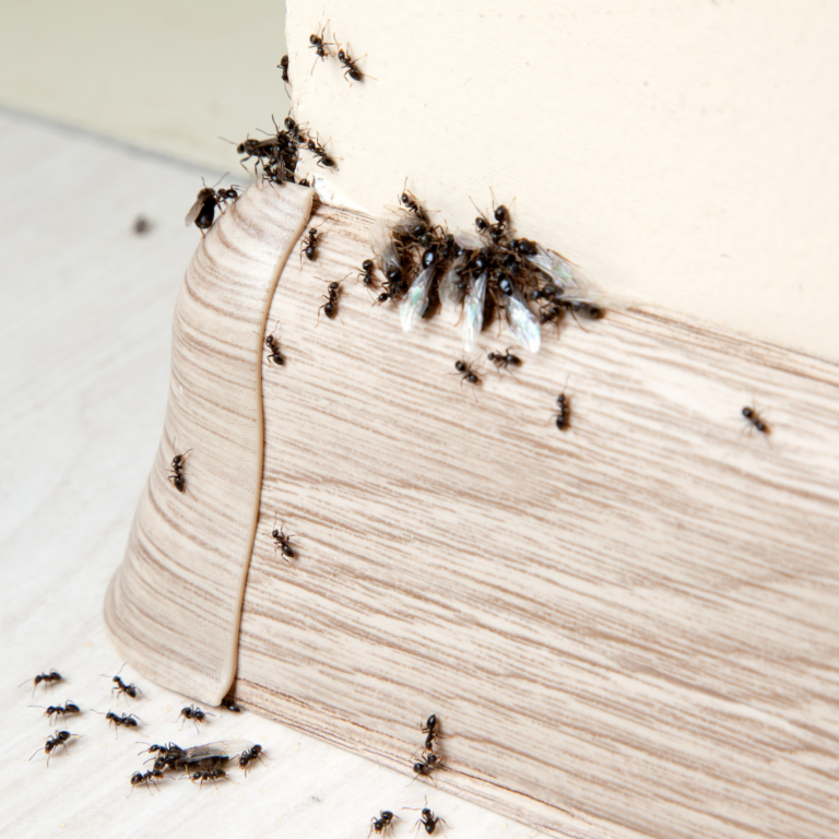 pest exterminator near me