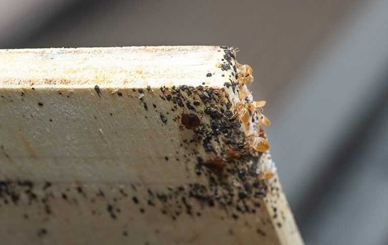 Bed Bugs in Multi-Unit Properties