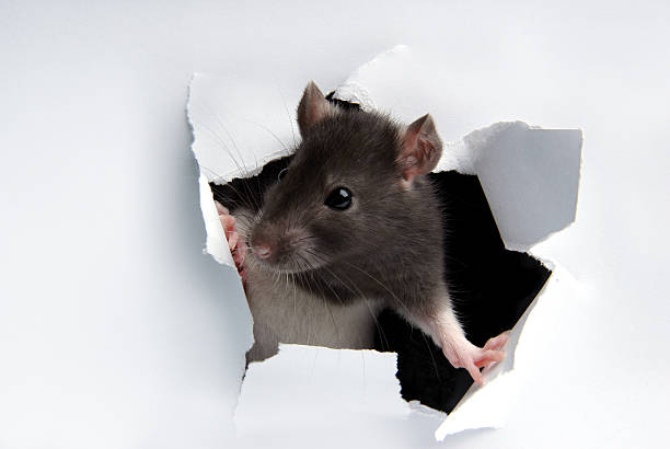 Rodents in Reno Homes
