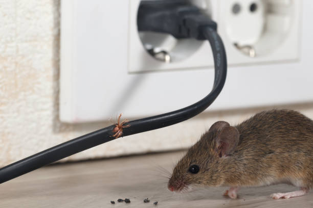 Rodents chewing through the wires in Reno Homes