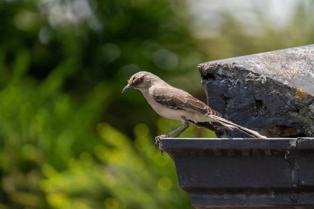 Seasonal Bird Problems in Reno Homes